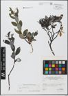 Foto von Salix glabra Scop.